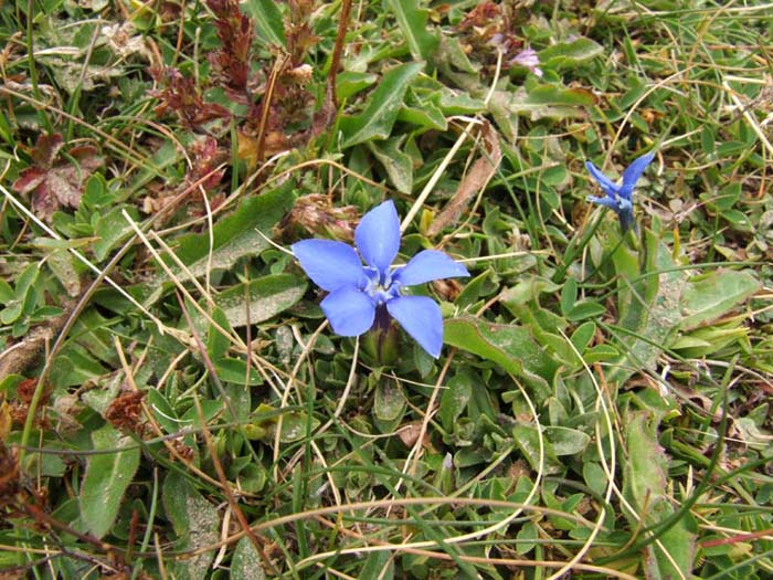 Flora del Monte Cimone